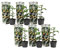 Plant in a Box - Passiflora edulis 'Frederick' - Passionsfrucht - Kletterpflanzen - 6er Mix Passionsblume Winterhart - Topf 9cm - Höhe 25-40cm