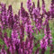 6 x Salbei 'Rose Queen' - Salvia Nemorosa 'Rose Queen' Topf 9x9cm: Königin der Rosenfarben