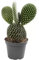 Cactus Opuntia Bunny Ears - Prickly pear ad Succulent Cacti in 10,5 cm Pot