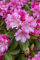 Rhododendron yak. 'Blurettia' 40-50 cm - Rhododendron, rosa Blüten, Blütezeit Mai-Juni, ideal für Halbschatten, immergrün, winterhart