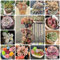 450 Pcs Sukkulenten Samen Gemischt, Succulent Plants Seeds - Garten Geschenke Für Frauen, Sukkulenten Samen Mischung, Balkonpflanzen, Gartendeko Für Draußen, Mini Sukkulenten Echt