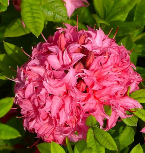 Rhododendron Luteum 'Homebush' Sommergrüne Azalee 30-40 cm winterhart Freilandaufzucht