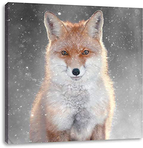 Pixxprint Roter Fuchs im Winter B&W Detail, Größe: 60x60 cm, Leinwandbild Quadratisch, Wandbild, Kunstdruck, fertig bespannt