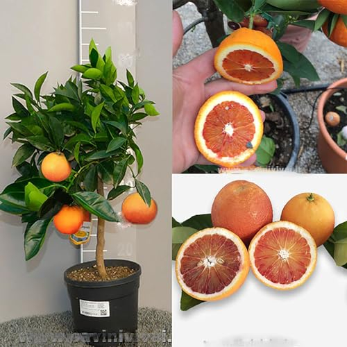 SAVINI VIVAI Pianta di Arancio Albero di Agrumi Arancio Tarocco Sanguinello in Vaso da 20 cm Altezza 70 cm 2-3 Anni di innesto Made Italy