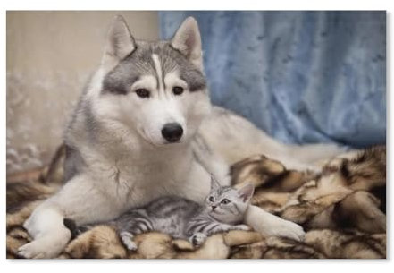 blobo DIY 5D Diamond Painting Kits,Sibirischer Husky-Hund und Kätzchen,Kits Für Kinder Kunsthandwerk Wanddekoration Rundbohrer(30x40cm)-D55