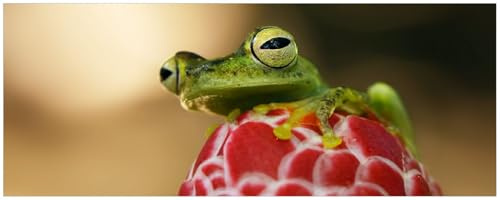 Wallario Küchenrückwand selbstklebend 115 x 50 cm, Motiv: Frosch sitzt auf Einer Knospe | Spritzschutz abwischbar & pflegeleicht