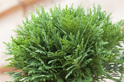 Thuja occidentalis 'Danica' 25-30 cm - Kugel-Lebensbaum, immergrün, kompakt, ideal für Kübel und Beete, winterhart, pflegeleicht