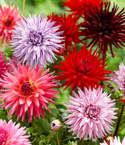BALDUR Garten Dahlien-Mix 'Favourite Love',3 Knollen, Dahlia, mehrjährig - frostfrei halten, pflegeleicht, bienenfreundlich, schmetterlingsfreundlich, monatelang große, farbintensive Blüten