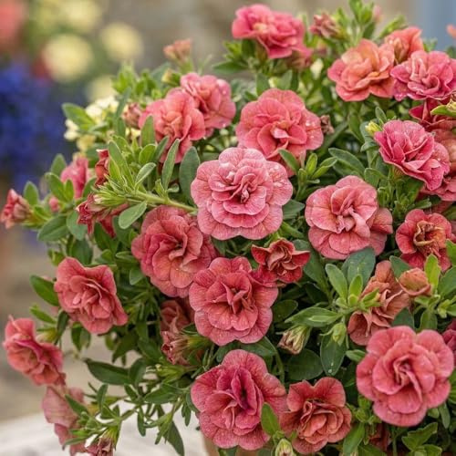 Bedwen Calibrachoa 'Cabaret Double Apricote' Plug Plant x4 – Million Bells Pink-Orange Flowering Summer Bedding Plants for Hanging Baskets & Patio Pots