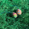 Boxolutions Ostergras 1Kg - 15 Kg - grün eingefärbte Holzwolle für Osternest, Deko, hohe Qualität (2 Kg)