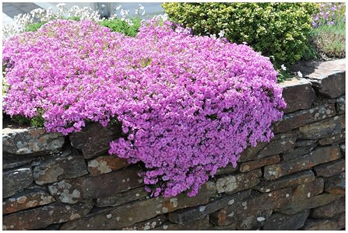 10 x Phlox subulata 'Fabulous Rose' (Winterhart/Staude/Bodendecker/Mehrjährig/Stauden/Immergrün) Rosa Polster-Phlox - Ein Blütenteppich in zauberhaftem Rosa - Trittfest - von Stauden Gänge