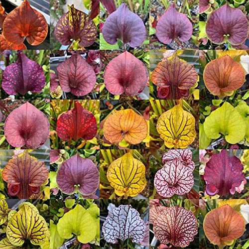 sarracenia purpurea samen,fleischfressende pflanzen winterhart,Sukkulenten succulent plants,Seltene Pflanze serie,mix balkon hochbeet pflanzen samen indoor saat gartenpflanzen winterhart 350 Stück