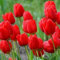 80 Stück rote Tulpenblumensamen
