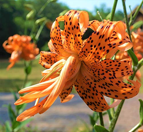 10 Zwiebeln Baumlilien Lilien RiesenlilieFlore Pleno Double Tiger (orange) bis 150cm Zwiebeln winterhart duftend Sommerblüher