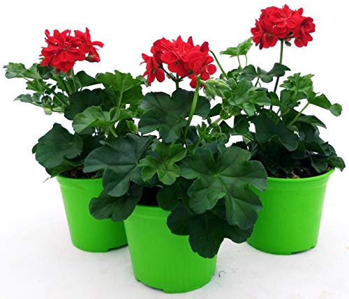 POWERS TO FLOWERS -GERANIO EDERA DOPPIO HERCULES, PELARGONIUM, 3 PIANTE VASO 14, ROSSO, piante vere