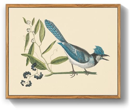 MHARTK66 Vintage Vogel Leinwand Bilder mit Rahmen Holz, 30x40 cm Wandbilder Wohnzimmer Blauschopfhäher Bild Aesthetic, Tier Illustration Wanddeko Schlafzimmer Badezimmer Büro Zimmer