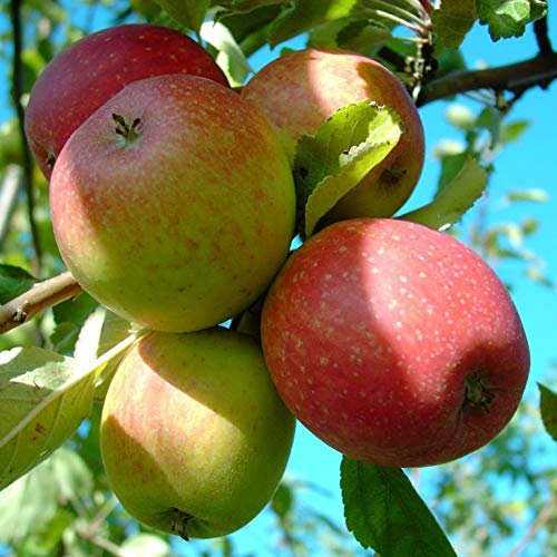 Apfelbaum Purpurroter Cousinot historische Apfelsorte 110-140 cm 10 Liter Topfballen