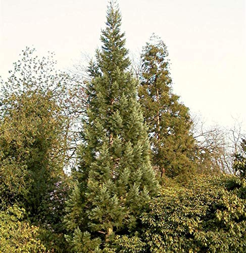 Blauer Kalifornischer Mammutbaum 80-100cm - Sequoiadendron giganteum - lebende Gartenpflanze aus den Baumschulen