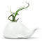 Fred & Friends 5229116 Fancy - Soporte de cerámica para Plantas de Aire/suculentas, Ballena