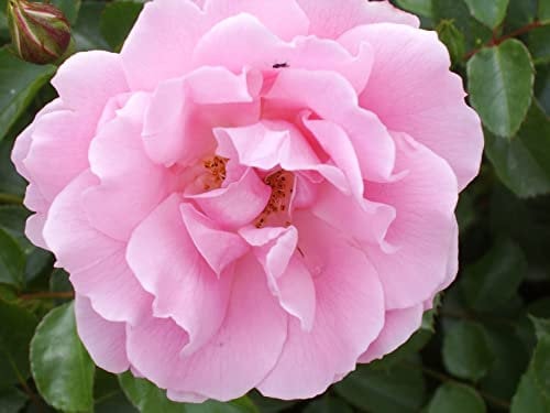 'Surrey' - Groundcover - an Abundance of Pink Double Blooms - Potted Rose