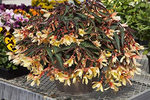 Begonia Bossa Nova Yellow Trailing Begonia Seeds 15 Seed pellets NEW !!: Only Seeds