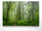 EIN Atemberaubendes Bild – Urwald im Nebel - als 90x60cm große XXL Leinwand. Tolles Wandbild als Hintergrund und Deko für Wohnzimmer & Schlafzimmer. Fertig aufgespannt auf 4cm Holz-Keilrahmen