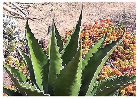Stk - 10x Agave gentryi winterhart schnell wachsend Pflanzen - Samen B1881 - Seeds & Plants Shop by Ipsa