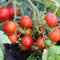 Balkonzauber Tomatensamen für ca. 20 Pflanzen - ideale Kübeltomate, aromatische Früchte