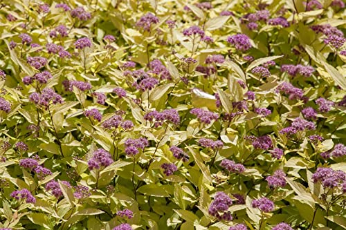 Spiraea japonica 'Golden Princess' 40–60 cm – Winterhart, Mehrjährig & Pflegeleicht – Japanische Spiere – Zierstrauch für Beet & Kübel