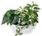 Hollyone Piante artificiali miste da 30 cm, in vaso bianco, piante finte decorative con vaso da barca, piante finte per interni per decorazione domestica, camera da letto, bagno, cucina, bagno,
