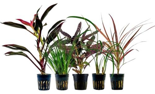 AquaOne Plantes de terrarium I 5 plantes de terrarium I Plantes de paludarium vivantes I Cordyline Dracaena Ophiopogon Hemygraphis Acorus I Forêt tropicale Terrascaping