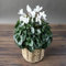 100 graines de fleurs de cyclamen blanches