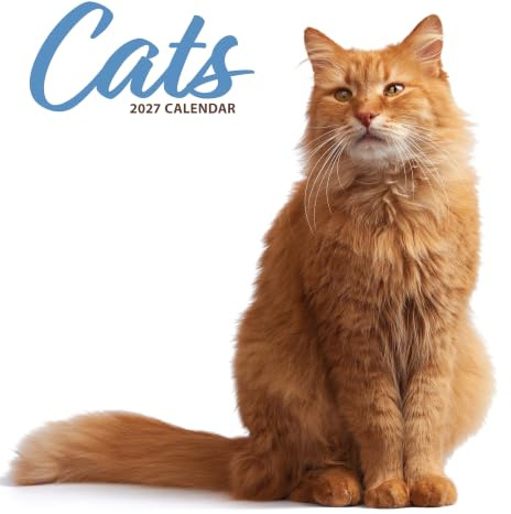 Cat 2027 Moderner Kalender