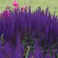 6 x Salvia nemerosa 'Caradonna' Cottage Garden Perennial Plug Plants