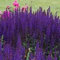 6 x Salvia nemerosa 'Caradonna' Cottage Garden Perennial Plug Plants