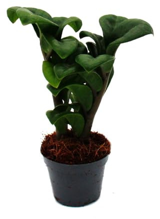 Mini-Pflanze Zamio Zamioculcas zamiifolia Glücksfeder Baby-Plant 5,5cm Topf