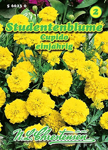 Tagetes patula nana, Studentenblume, Cupido niedrig, N.L.Chrestensen Samen