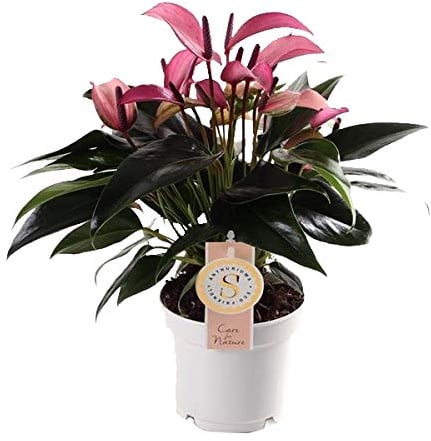 Flamingoblume, (Anthurium), pflegeleichte Zimmerpflanze, im 12cm Topf, (Lila, Sorte: Zizou)