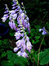 Bella viola Fioritura Hosta Senza nome! 10 semi! Più HOSTA nel nostro deposito!