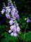 Bella viola Fioritura Hosta Senza nome! 10 semi! Più HOSTA nel nostro deposito!