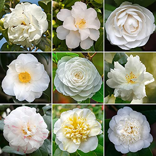 White Camellia Shrub | Vibrant Evergreen Potted Outdoor Garden Ready Plant (20-30cm Incl. Pot)