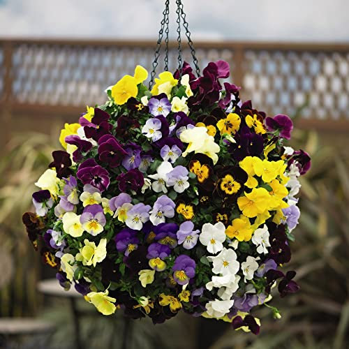 Mix Flowering Pansy ‘Coolwave’ Mix Collection Hardy Perennial Garden Trailing Plants,48 x Pansy Coolwave Mixed Plug Plants by Thompson and Morgan (48)