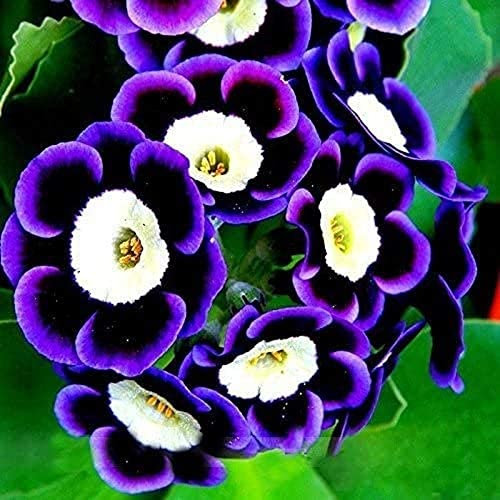100 Piezas Semillas De Petunia Mysterious Mixed Purple Color Raro Semillas De Petunia Decoración Del Jardín Del Hogar Adecuado Para Principiantes A Plantar