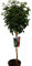 Prunus lusitanica Angustifolia oder portugiesische Lorbeer auf Stamm
