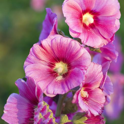 200 pcs Stockrosen Samen Blumen Pflanzen, Ausgefallene Geschenke Alcea Rosea Winterfeste Pflanzen Für Balkon Wildblumensamen, Hochbeet Samen Blumendeko, Pflanzen Für Sonnige Plätze