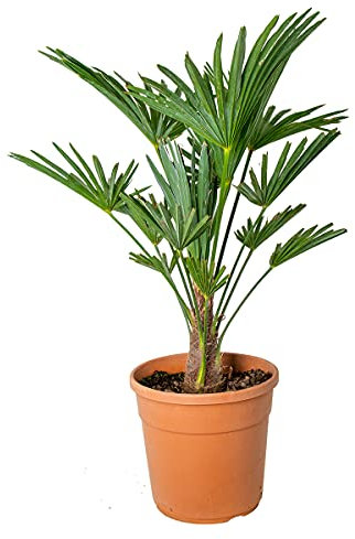 Bloomique - Trachycarpus Wagnerianus - Hanfpalme - Winterharte Palme - Gartenpflanzen - 60-80 cm Hoch - Topf 21 cm