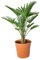 Bloomique - Trachycarpus Wagnerianus - Hanfpalme - Winterharte Palme - Gartenpflanzen - 60-80 cm Hoch - Topf 21 cm