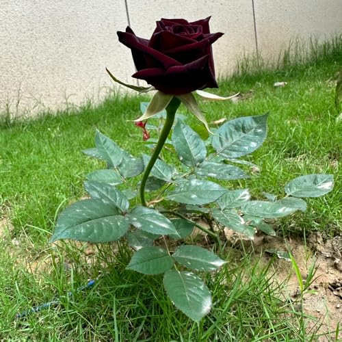 50 pcs Rosen Samen Mehrjährig, Rosa, blumen samen mehrjährige, bienenweide saatgut Rosen Pflanzen (Rosa rugosa) blumen für balkon, seeds blüten, kräuterbeet balkonblumen blumen geschenk