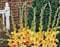 Kalash New 10pcs Gladiolen Blumensamen für Gartenarbeit Gelb Rot