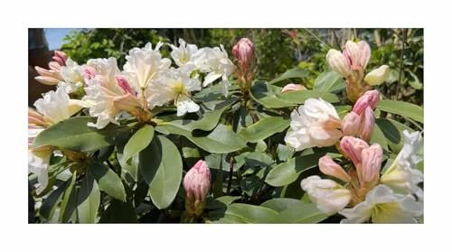 Stk - 5x Rhododendron griffithianum Rosenbaum Weiß Strauch Pflanzen - Samen ID49 - Seeds & Plants Shop by Ipsa